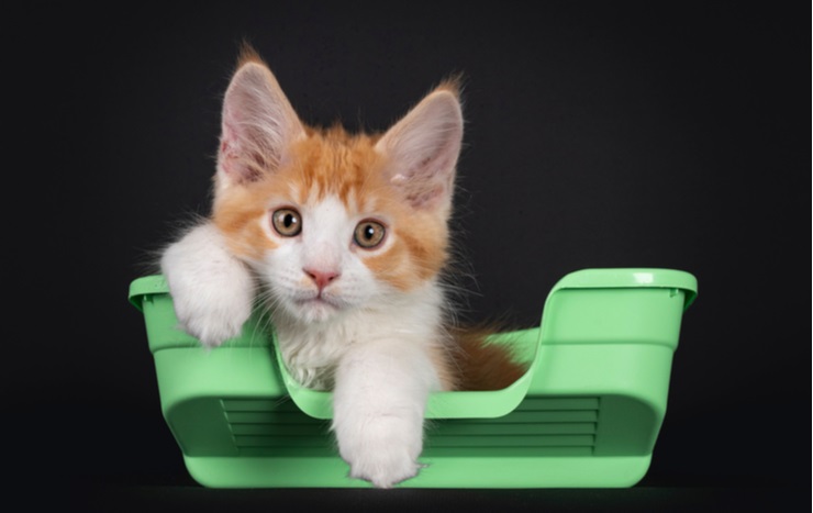 kitten in a litter box