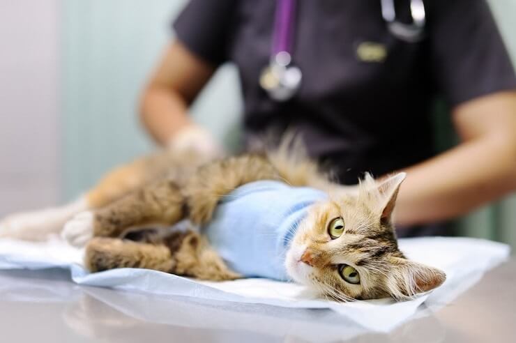 Unwell cat resting peacefully, with a subdued demeanor and closed eyes, showing signs of illness or discomfort while seeking solace and recovery.