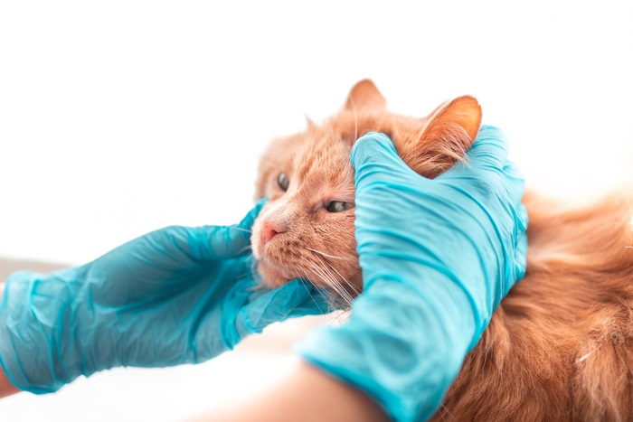 An orange cat being examined by a person in blue gloves.