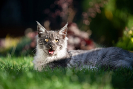 Cat Panting: Causes, Symptoms, & Treatment