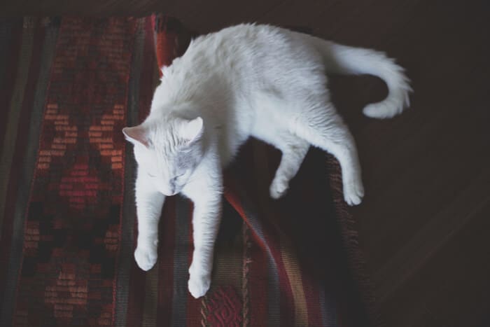 Cat with matted coat