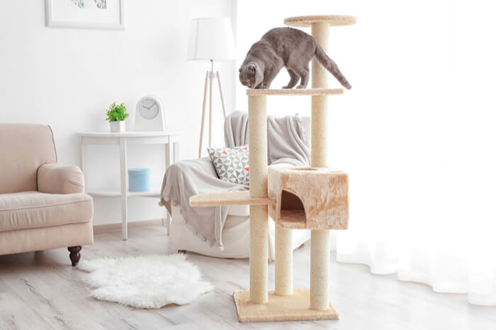 An image showcasing an enriched environment designed to prevent cat biting, featuring various stimulating elements that contribute to a content and engaged feline.