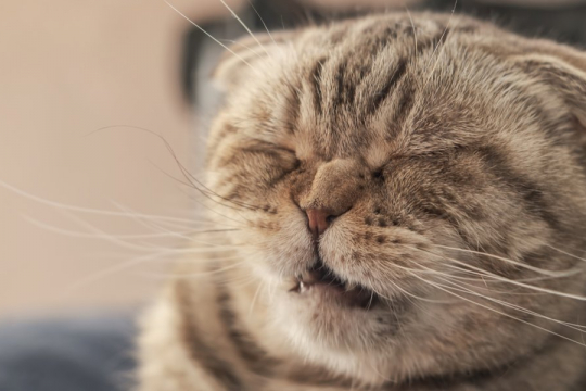What to Do If Your Cat Is Sneezing Blood
