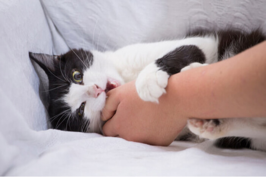 Why Does My Cat Bite Me? And How To Get It To Stop