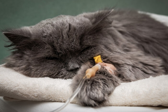 Liver Cancer in Cats: Causes, Symptoms, & Treatment