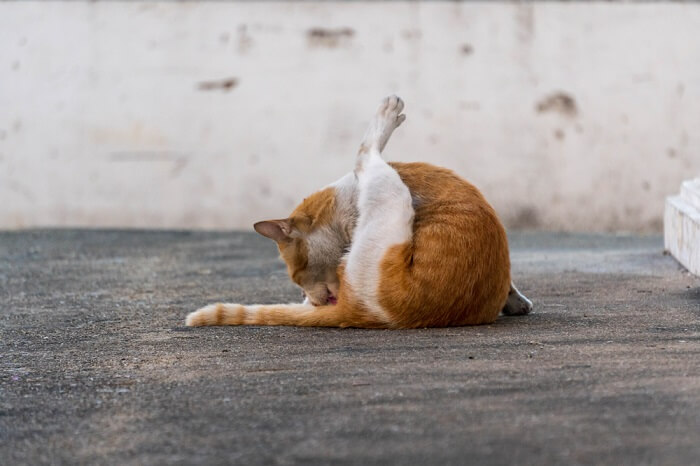 Cat licking area of anal glands