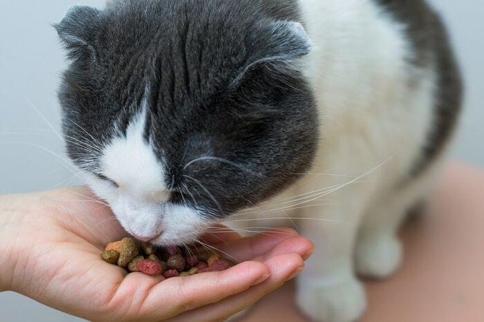 Feline dementia treatment