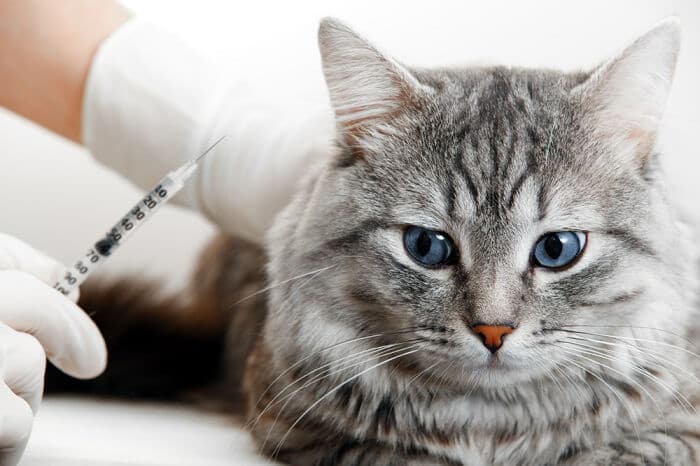 Cat receiving an injection