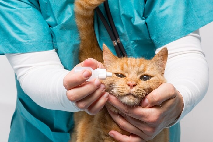 Treatment of cat watery eyes