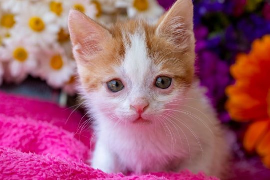 Down Syndrome In Cats: Can Cats Have Down Syndrome?