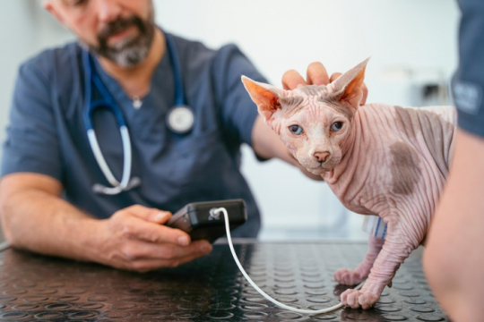 High Blood Pressure in Cats (Hypertension): Causes, Symptoms, & Treatment