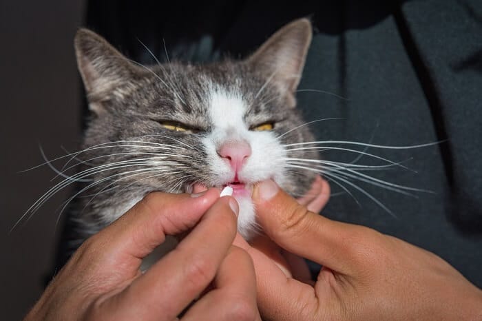 Visual depiction of oral medication for cats, underscoring the necessity of following veterinary instructions to ensure safe and effective administration for the well-being of feline companions.