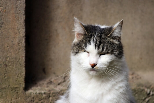 Pink Eye in Cats: Causes, Symptoms & Treatment