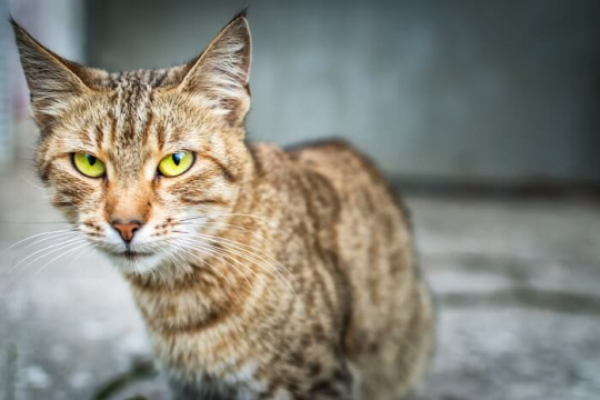 Anorexia in Cats: Causes, Symptoms & Treatment