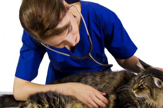 Breast Cancer in Cats: Causes, Symptoms, & Treatment