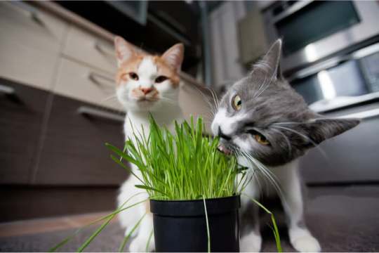 Cat Grass: What It Is, How To Grow It, And More