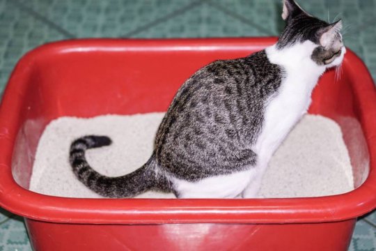 Urethral Obstruction in Cats: Causes, Symptoms & Treatment​