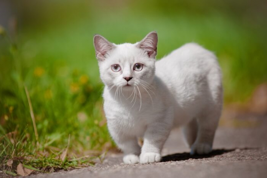 Dwarfism in Cats: What You Need To Know