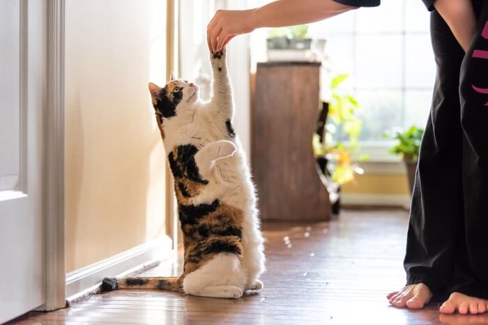 Image of a calico cat performing tricks.