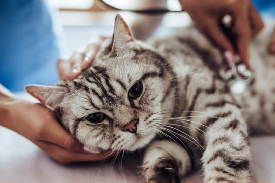 Hypercalcemia in Cats: Causes, Symptoms, and Treatment