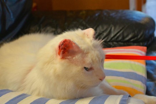 Skin Cancer in Cats: Causes, Symptoms, & Treatment