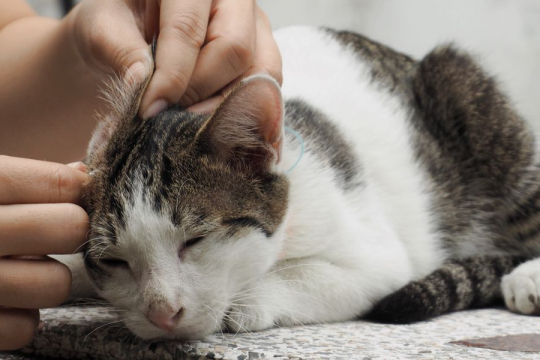 Ear Discharge in Cats: Causes, Symptoms, & Treatment
