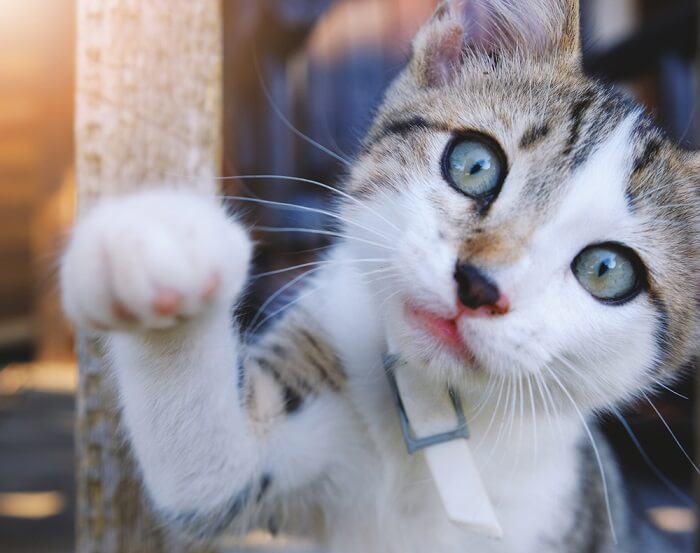 White and brown tabby extending paw towards camera