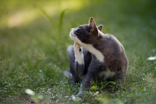 Cat Fleas: Identification, Life Cycle, and Treatment