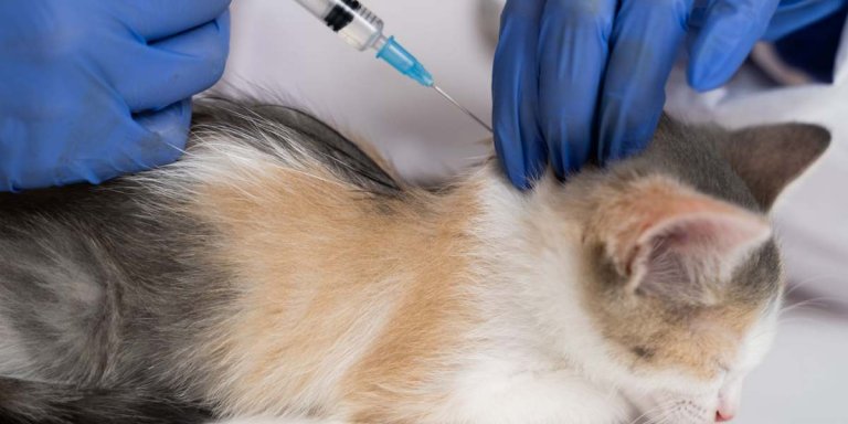 Feline Injection Site Sarcomas: Causes, Symptoms & Treatment​