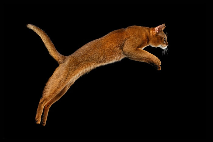 Cat jumping