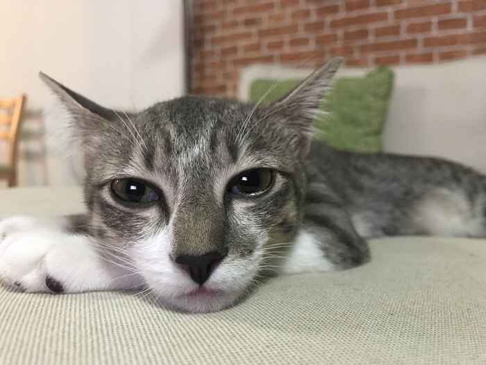 A cat with watery eyes, indicating potential eye discomfort or health issues in felines.