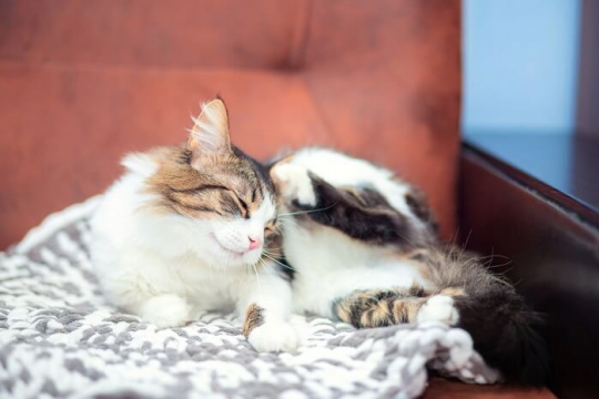Can Cats Get Lice?