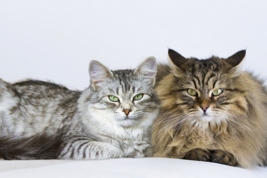 Feline Genitalia Guide: What You Need To Know