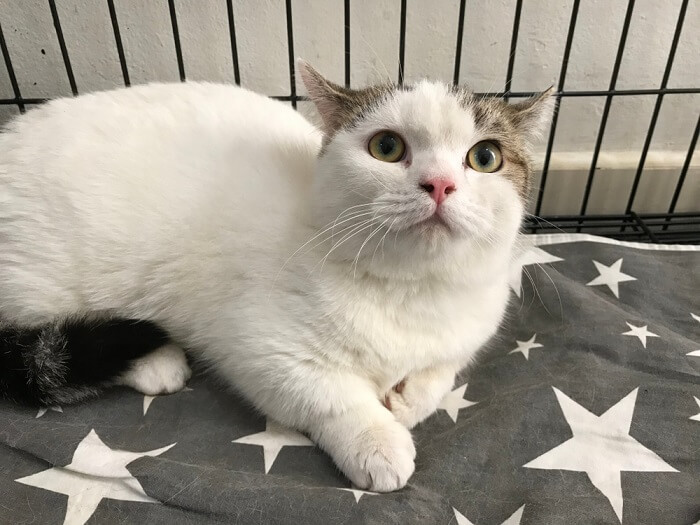 An image of a munchkin cat inside a veterinary clinic, possibly during a check-up or medical examination, underscoring the importance of regular healthcare for pets.