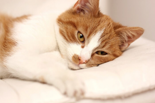 Salmonella in Cats: Causes, Symptoms & Treatment​