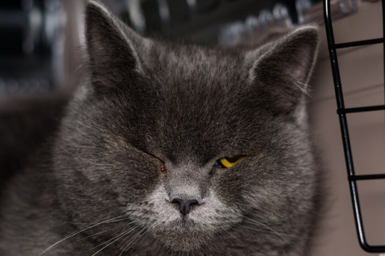 Entropion in Cats: Causes, Symptoms & Treatment​