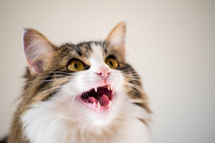 How to stop excessive meowing