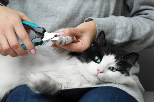 How To Safely Trim Cat Nails - A Step By Step Guide
