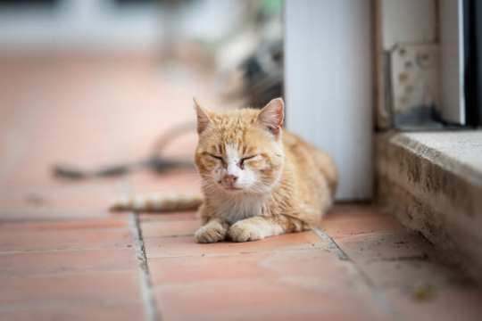 Uveitis in Cats: Causes, Symptoms & Treatment​