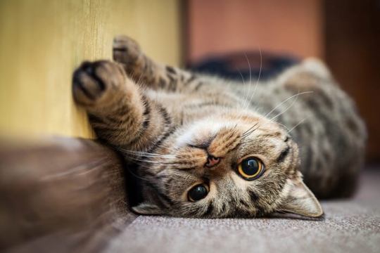 Can Cats Be Autistic?