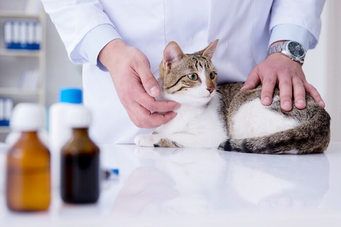 Positive interaction between a cat and a veterinarian, demonstrating the importance of regular veterinary visits and fostering a trusting relationship to ensure the cat's overall health and happiness.