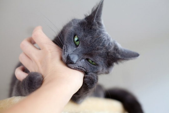 Cat Bite Infection: Signs, Symptoms & Treatment