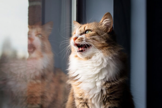Cat Chirping: What Is It and What Does It Mean?