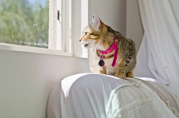 Cat chirping at a window