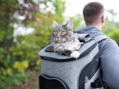 cat in backpacks featured image