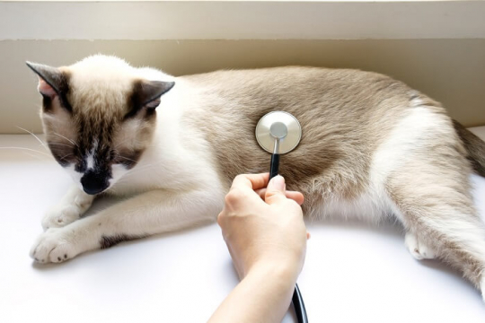 Intestinal Cancer in Cats: Causes, Symptoms & Treatment​