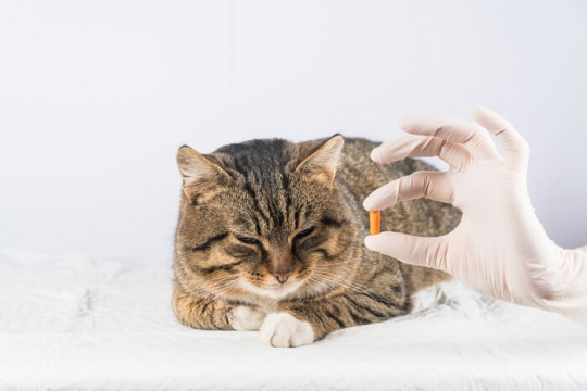 Prazosin for Cats: Dosage, Safety & Side Effects