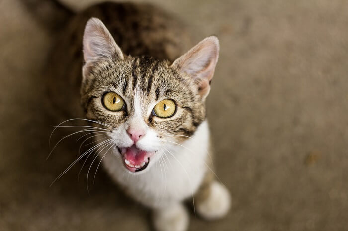 Why cats meow