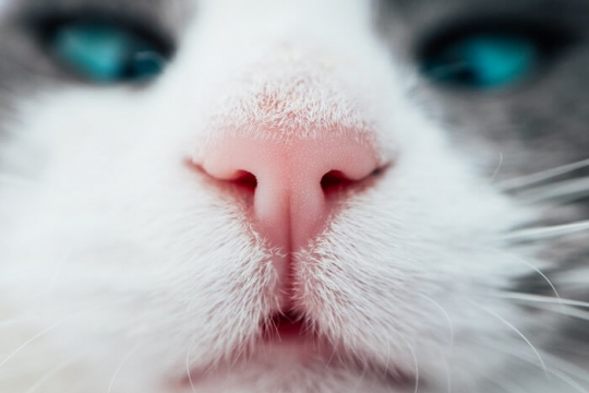 Nose Cancer in Cats: Causes, Symptoms & Treatment​