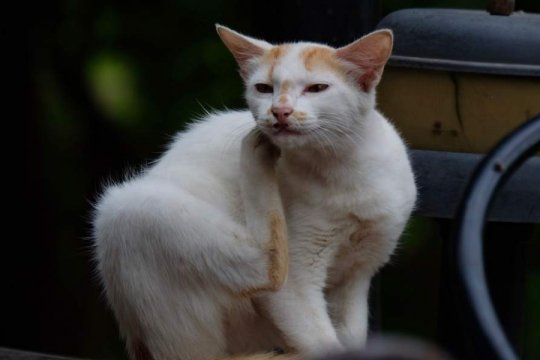 Atopic Dermatitis in Cats: Causes, Symptoms & Treatment